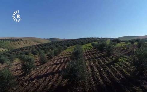 Olive oil production up as Kurdistan Region looks to diversify economy