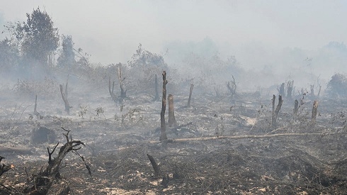 Indonesia hit with $5.2 billion in forest-fire losses: World Bank