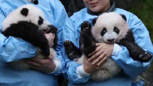 Berlin's panda cubs meet the press ahead of public debut