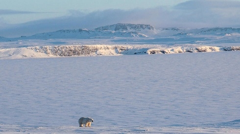 Cannibalism on rise among polar bears, say Russian scientists