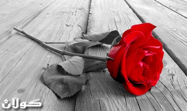 رۆژى ڤالانتیاین دڵه‌ عاشقه‌كان به‌ گوڵى سور ئاشت ده‌كاته‌وه‌