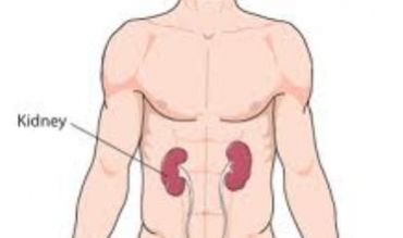 Li Dihokê bihayê gurçikekê 12 milyon Dînar e