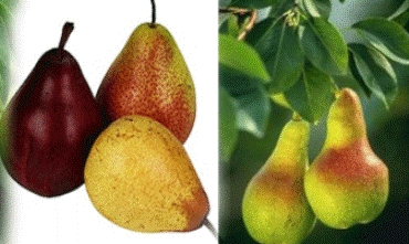 Hirmî xwînê paqij dike