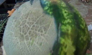 Gindor û Zebeşekî hevbeş