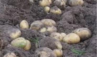 Li Kirmaşanê her sal 3 caran kartol tê çandin