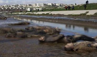 Li Helebê komkujiyeke hovan e