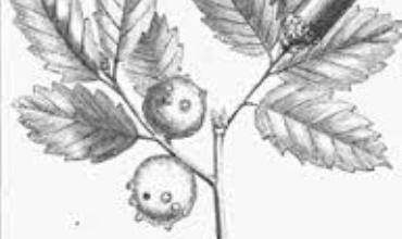 Maziyên Kurdistanê bo Tirkiye, Îran û Rûsya tê hinartin