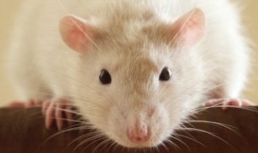 Mişkê ku genetîka wî hate guhertin stran got!