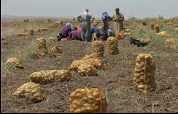 بۆ پاراستنی بەرهەمی کوردستان داوا لە عێراق كرا رێگەنەدات بەرهەمی پەتاتەی ئێرانی بێتە ناو وڵاتەوە