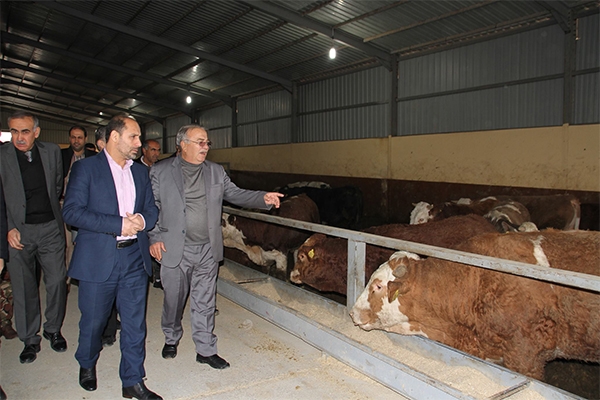 پڕۆژەی جمكە بۆ وەبەرهێنانی سامانی ئاژەڵ