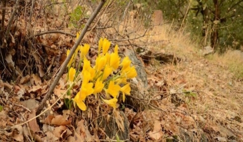 Kulîlka Cotkaran bale her kesî dikşîne ser xwe