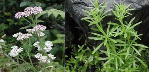 Fêdeyên “RÛNAS”ê binase