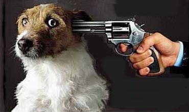 Di 7 mehan de 668 koçik koştin