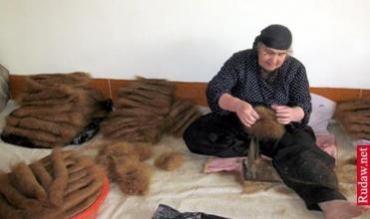 300 jin li Raniye şalan çêdikin