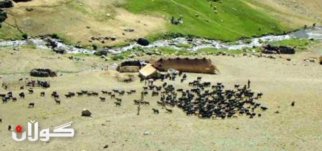 شوانێك به‌ تۆمه‌تی دزیكردن ده‌ستگیرده‌كرێت