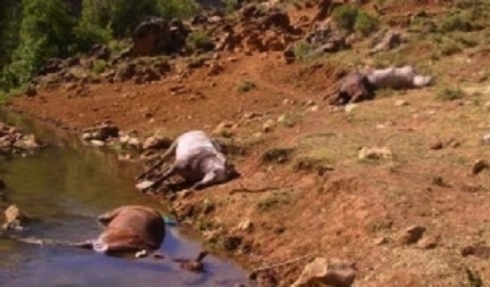 Pasdarên Îranê êrişî kasibkarên Kurd kirin