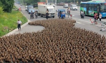 Şivanê 5 hezar ordek