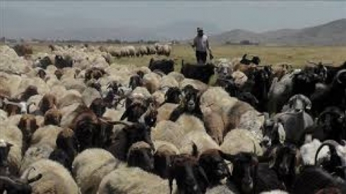 Hêzên Îranî şiwanekî Kurd kuştin