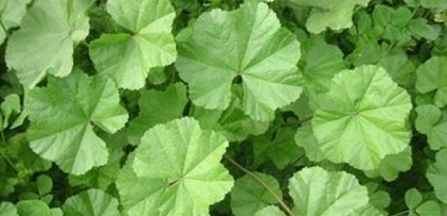 Tolik çerm paqij dike