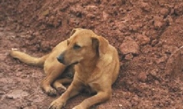 Wefadartirîn koçik li cîhanê