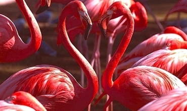 Bi hezaran Fîlamîngo hatine Mehabad