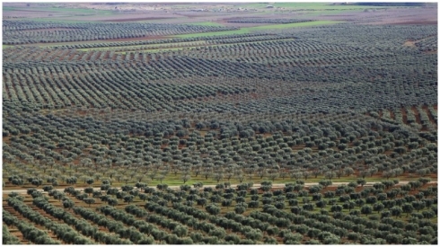 Efrînî bi zehmetî zeytûnên xwe diçinin û difiroşin