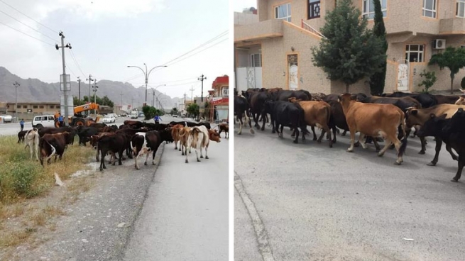 شاره‌وانیی رانیه‌ هه‌ڵمه‌تی ده‌ستبه‌سه‌ركردنی چێڵ و مه‌ڕوماڵات ده‌ست پێ ده‌كات