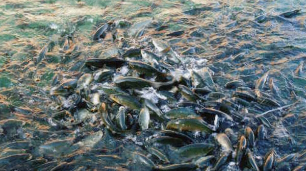 پرۆسه‌ی دابه‌شكردنی په‌نجه‌ ماسی ده‌ستی پێكرد