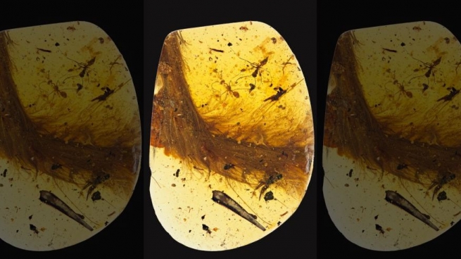 پارچه‌یه‌ك له‌ په‌ڕه‌ی كلكی دایناسۆرێك دۆزرایه‌وه‌، بۆ ملیۆنان ساڵ ده‌گه‌ڕێته‌وه‌