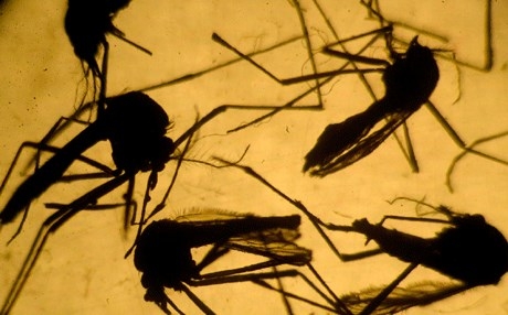 له‌ مالیزیا یه‌كه‌م خانمی دووگیان تووشی زیكا بوو