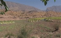 وەرزی دروێنەی کونجی دەستیپێکرد 