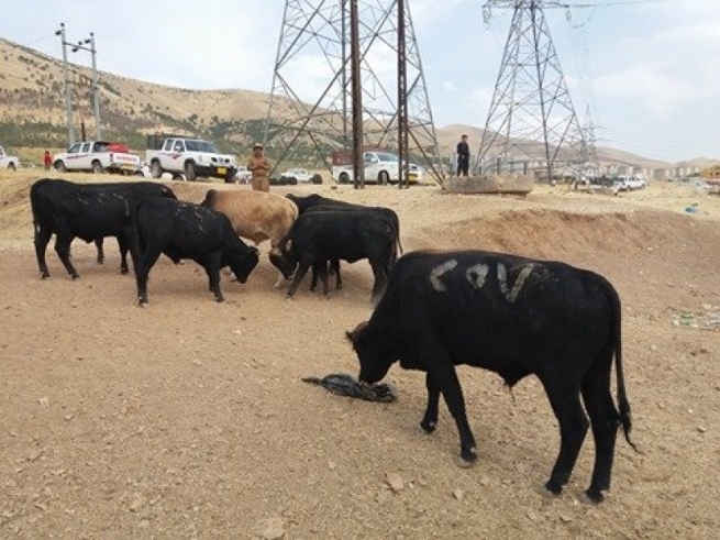  سلێمانی.. كه‌سێك به‌ هۆی هێرشی ئاژه‌ڵێكی قوربانییه‌وه‌ گیانی له‌ده‌ست دا 