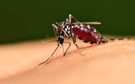 بۆنی توشبووانی مەلاریا سەرنجی مەلاریا رادەکێشێ 