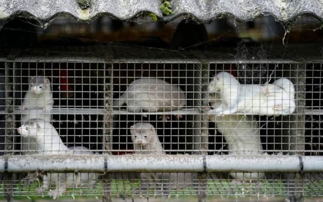 دانیمارک ملیۆنان فسۆس بەهۆی گواستنەوەی جۆرێکی نوێی کۆرۆناوە دەکوژێت