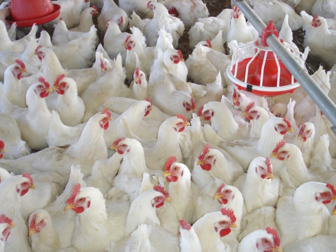 دیالە.. بەھۆی بڵاوبوونەوەی ئەنفەلۆنزای باڵندەوە فرۆشتنی مریشک قەدەغە کرا