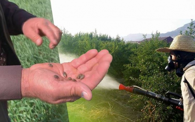 وەزارەتی کشتوکاڵ: دەرمانی قڕکەری مێروو بۆ جووتیاران دەکڕین