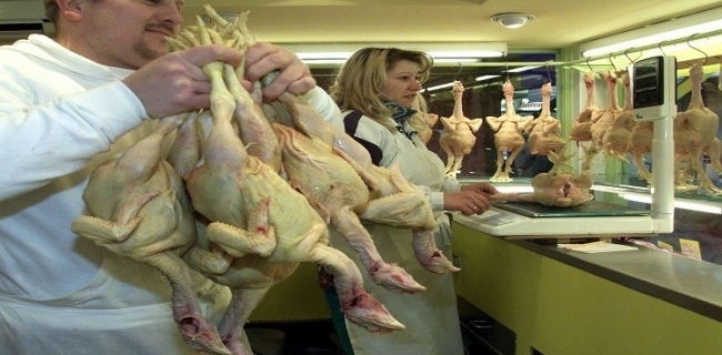 شوشتنەوەی مریشك پێش كوڵاندنی مەترسیدارە 