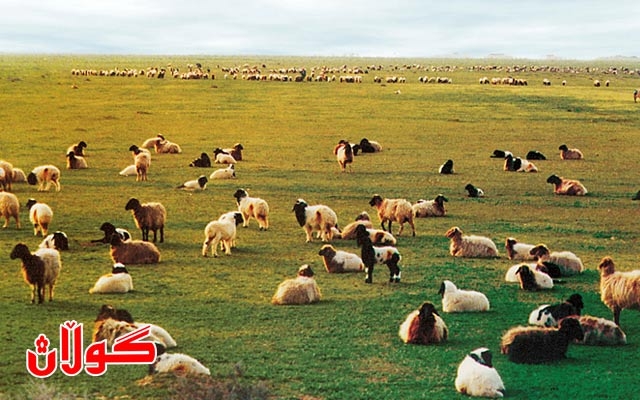 وەزیری کاروباری شەھیدان و ئەنفالکراوان: زیاتر لە ٧٠ ھەزار کەس وەکوو میراتگری شەھید و ئەنفالکراو و زیندانی مووچە لە حکوومەت وەردەگرن