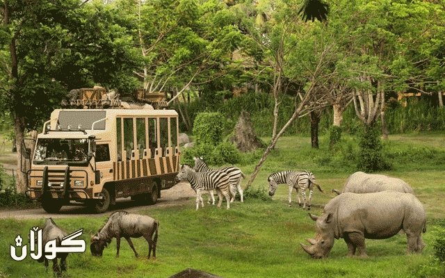  بەلجیکا؛ کردنەوەی باخچەی ئاژەڵان بەڕوی گەشتیاراندا دەستیپێکرد