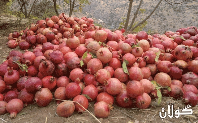 ھەناری کوردستان لە ڕێگەی پەرلەمانی وڵاتانی ئه‌ورووپاوە بە فەرمی دەناسێندرێت