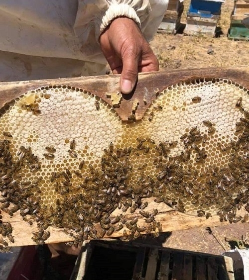 مانگی 10 كۆنگرەی هەنگه‌وانانی جیهان لە كوردستان بەڕێوەدەچێت