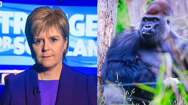 بی بی سی له‌جیاتی وێنه‌ی سه‌رۆك وه‌زیرانی سكۆتلاند گۆریلایه‌ك نیشان ده‌دات