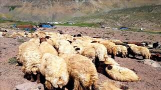 له‌ هه‌رێمی كوردستان هه‌وڵی كۆنترۆڵكردنی نه‌خۆشییه‌ مه‌ترسیداره‌كه‌ی ئاژه‌ڵان ده‌درێت