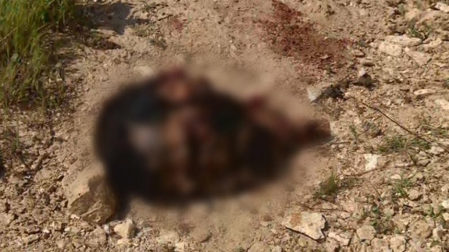  شەش چەكداری داعش لە شنگال كوژران