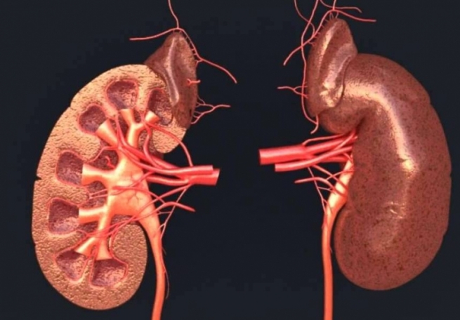 ل هه‌رێمێ چ قانوون بۆ چاندنا ئه‌ندامێن له‌شێ مرۆڤى نینن