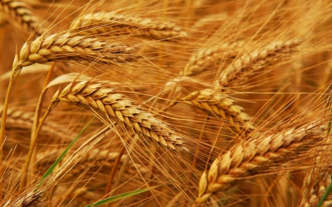 به‌غدا نرخ و بڕى وه‌رگرتنى گه‌نمى ئه‌مساڵى جوتیارانى كه‌مكرده‌وه‌