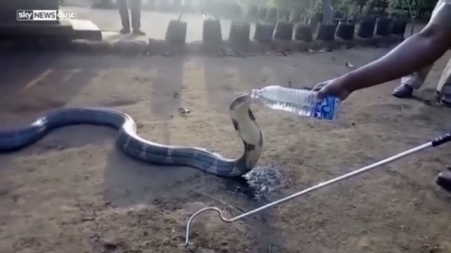 تینوێتی زۆر بۆ مارێكی زەبەلاح دێنێ