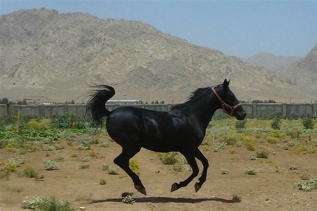 فیستیڤاڵی ئه‌سپی ره‌سه‌نی كوردی له‌ رۆژهه‌ڵاتی كوردستان به‌ڕێوه‌ده‌چێ