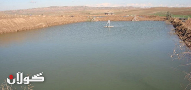 له‌9ی مانگی رابردوودا زیاتر له‌ 879 هه‌زار په‌نجه‌ماسی به‌رهه‌م هاتووه‌