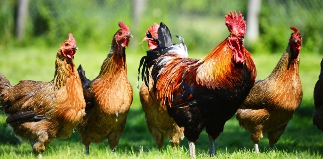 لە چەند گوندێكی سلێمانى ژمارەیەک پەلەوەر مردار دەبنەوە